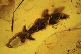 Detailed Fossil Conifer Twig (Pinales) In Baltic Amber #109446-2